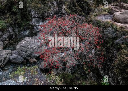 Rowan Tree avec des baies rouges à Fairy Pool, Isle of Skye, Scotland, UK Banque D'Images