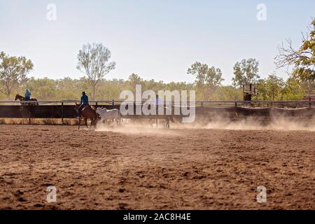 Un cowboy arrondit un veau dans un camp, la rédaction de la concurrence dans l'arène d'un poussiéreux rodeo Banque D'Images