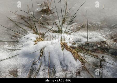 Détail de roseaux poussant dans un étang gelé-en partie, avec un jet de neige sur les plantes et les bulles visibles dans l'eau mouillée autour d'eux. Banque D'Images