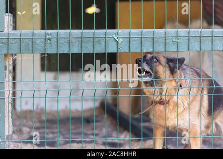 Chien dans l'enceinte. Berger Allemand aboie avec méfiance. Banque D'Images