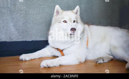 Chien blanc portant sur le plancher à la maison / chien husky de Sibérie Banque D'Images