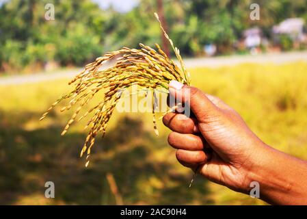 Une main tenant les oreilles de paddy. Farmer a saisir le tas de rizière dans le domaine. Banque D'Images