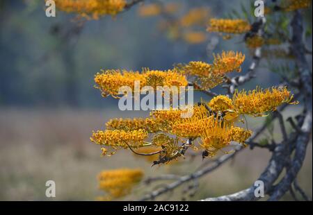 Or Orange fleurs de l'arbre de chêne soyeux australiennes indigènes Grevillea robusta, famille des Proteaceae. Endémique de la Nouvelle-Galles du Sud et Queensland. Très florifère dans Banque D'Images