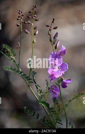 Rose Vert Violet Indigo australienne fleurs, bourgeons et des gousses, Indigofera australis, famille des Fabaceae. Très répandue en bois et de la forêt en Nouvelle Galles du Sud Banque D'Images