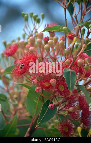 Floraison rouge gum tree blossoms, Corymbia ficifolia Wildfire divers, famille des Myrtaceae. Endémique à Stirling près d'Albany dans sur la côte sud ouest Banque D'Images