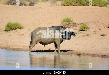 Un buffle à l'Aquila game reserve, Western Cape, Afrique du Sud. Banque D'Images