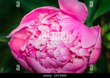 Paeonia officinalis. Close up detail d'un même jardin pivoine. libre de fleur, des pétales de rose. Banque D'Images