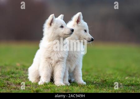 Funny cute Puppy portrait de chien Berger Blanc Suisse on meadow Banque D'Images