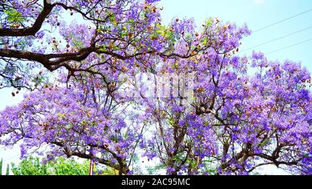 Belle fleur pourpre Jacaranda tree lined street en pleine floraison. Pris dans Allinga Street, San Clemente, Adélaïde, Australie du Sud. Close up. Banque D'Images