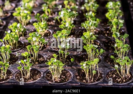 De nombreux petits pots avec de petits plants de laitue ou d'autres plantes de jardin dans le sol Banque D'Images