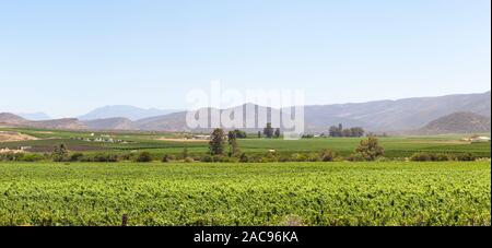 Vue panoramique de vignes près de McGregor dans la Breede River Valley, Western Cape Winelands, Afrique du Sud au printemps en début de la lumière du matin Banque D'Images