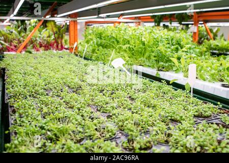 Petits pots avec green plants des plantes horticoles en serre de plus en plus Banque D'Images