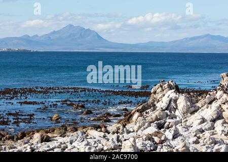 Colonie de manchot, Banque , White-breasted, couronné et cormorans du Cap, la réserve de Stony Point, Betty's Bay, Western Cape, Afrique du Sud Banque D'Images