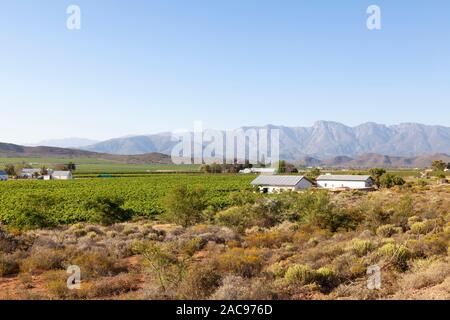 Paysage pittoresque de vignes dans la vallée de l'Ouest, Vin Robertson Cape Winelands, Afrique du Sud, avec farm cottages et les monts Langeberg Banque D'Images