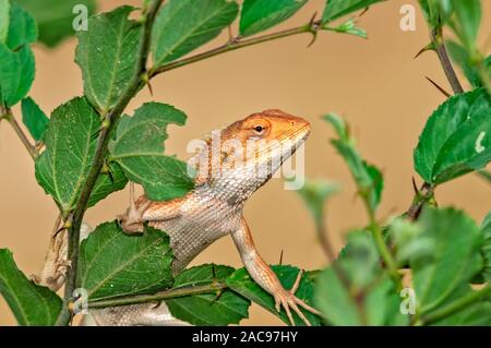 Jardin oriental lézard climbg sur un arbre Banque D'Images