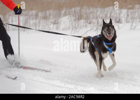 Chien et de l'athlète en compétition dans le chien skijoring des compétitions lors de Grand tour Pôle Koulikovo. Concours : courses de chiens de traîneau également Banque D'Images