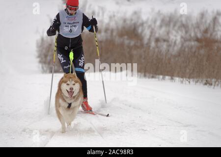 Chien et de l'athlète en compétition dans le chien skijoring des compétitions lors de Grand tour Pôle Koulikovo. Concours : courses de chiens de traîneau également Banque D'Images