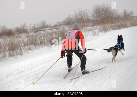 Chien et de l'athlète en compétition dans le chien skijoring des compétitions lors de Grand tour Pôle Koulikovo. Concours : courses de chiens de traîneau également Banque D'Images