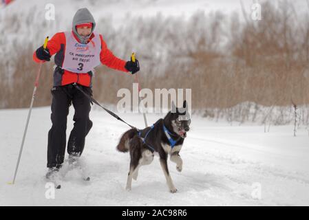 Chien et de l'athlète en compétition dans le chien skijoring des compétitions lors de Grand tour Pôle Koulikovo. Concours : courses de chiens de traîneau également Banque D'Images