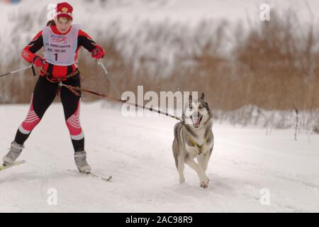 Chien et de l'athlète en compétition dans le chien skijoring des compétitions lors de Grand tour Pôle Koulikovo. Concours : courses de chiens de traîneau également Banque D'Images