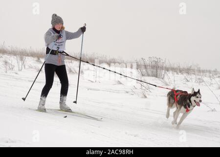 Chien et de l'athlète en compétition dans le chien skijoring des compétitions lors de Grand tour Pôle Koulikovo. Concours : courses de chiens de traîneau également Banque D'Images