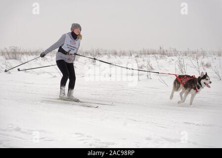 Chien et de l'athlète en compétition dans le chien skijoring des compétitions lors de Grand tour Pôle Koulikovo. Concours : courses de chiens de traîneau également Banque D'Images