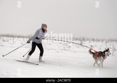 Chien et de l'athlète en compétition dans le chien skijoring des compétitions lors de Grand tour Pôle Koulikovo. Concours : courses de chiens de traîneau également Banque D'Images