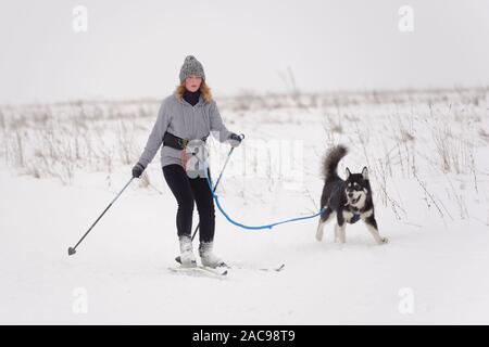 Chien et de l'athlète en compétition dans le chien skijoring des compétitions lors de Grand tour Pôle Koulikovo. Concours : courses de chiens de traîneau également Banque D'Images