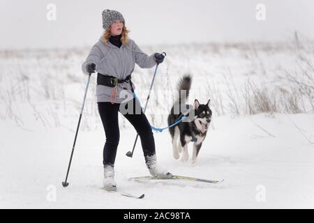 Chien et de l'athlète en compétition dans le chien skijoring des compétitions lors de Grand tour Pôle Koulikovo. Concours : courses de chiens de traîneau également Banque D'Images