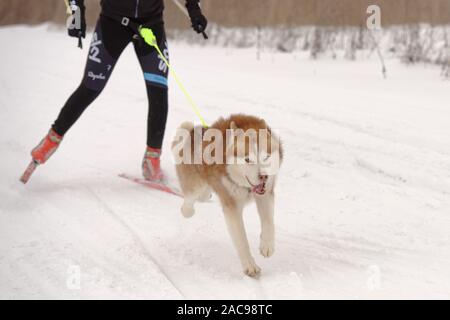 Chien et de l'athlète en compétition dans le chien skijoring des compétitions lors de Grand tour Pôle Koulikovo. Concours : courses de chiens de traîneau également Banque D'Images