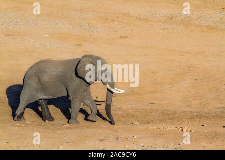 Bush africain elephant walking on riverbank sable dans le parc national Kruger, Afrique du Sud ; espèce de la famille des Elephantidae Loxodonta africana Banque D'Images