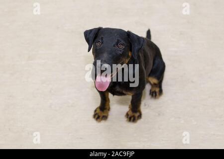 Cute deutscher jagdterrier est assis sur le plancher. Animaux de compagnie. Chien de race pure. Banque D'Images