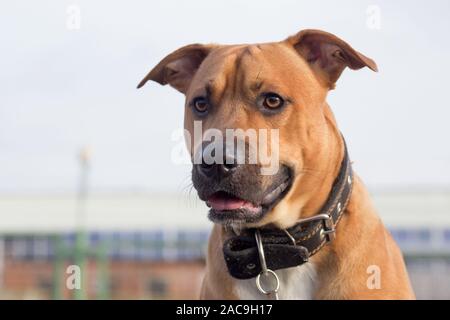 Portrait d'american pit bull terrier puppy. Close up. Animaux de compagnie. Chien de race pure. Banque D'Images