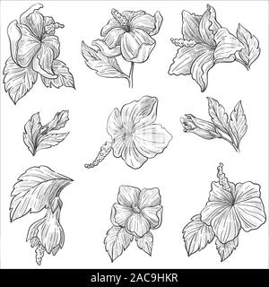 Fleurs sauvages ou de plantes hibiscus blossom croquis isolés Illustration de Vecteur