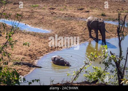 Hippopotame, crocodile du Nil et de l'éléphant d'Afrique dans le même trou d'eau dans le parc national Kruger, Afrique du Sud Banque D'Images