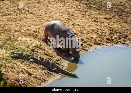 Hippopotames et crocodiles du Nil au même point d'eau dans le parc national Kruger, Afrique du Sud Banque D'Images