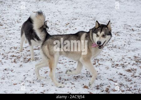 Malamute d'Alaska est debout sur la neige blanche dans le parc d'hiver. Animaux de compagnie chien de race pure. Banque D'Images