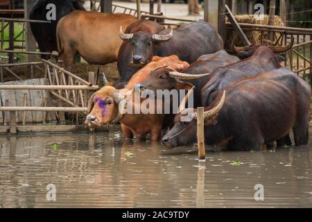 Les buffles d'eau et albino buffalo se reposant dans l'étang Banque D'Images