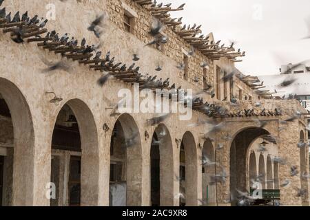 Les pigeons à l'entrée du Souq Waqif, Doha, Qatar Banque D'Images