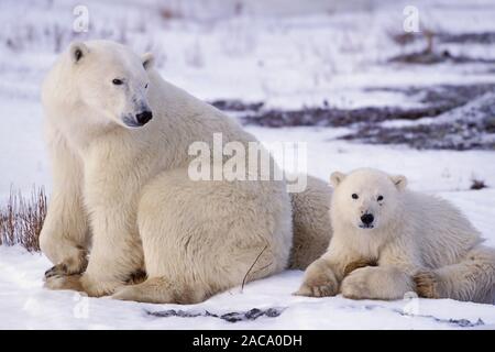 L'ours polaire, Churchill, Canada Banque D'Images