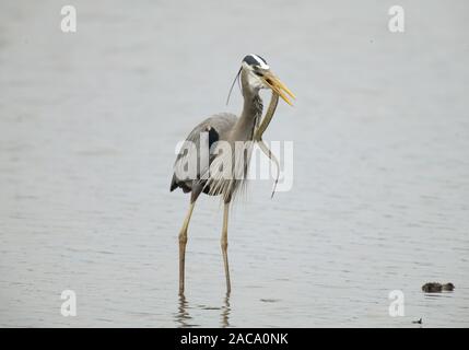 Kanadareiher-nordamerika, reiher, Ardea herodias , le grand héron bleu, crane Banque D'Images