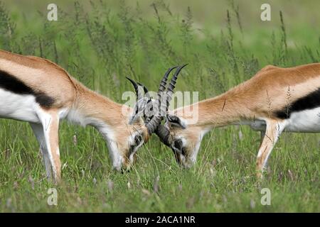 La gazelle de Thomson, Thomsongazelle, Gazella thomsonii Banque D'Images