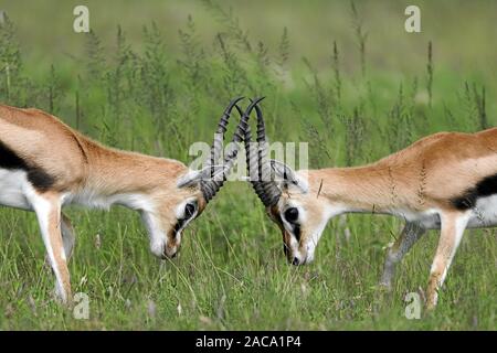 La gazelle de Thomson, Thomsongazelle, Gazella thomsonii Banque D'Images