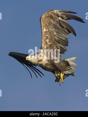 Pygargue à queue blanche (Haliaeetus albicilla),,, Norvège, Seeadler Norwegen, Europa, Europe Banque D'Images