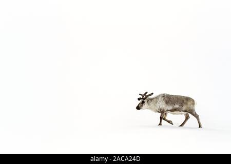 Jeune homme sur la neige renne du Svalbard, un archipel norvégien entre la partie continentale de la Norvège et le pôle Nord. Le renne est associé à Chris Banque D'Images