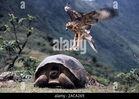 Hawk galapagos atterrissage sur une tortue, îles Galápagos Banque D'Images