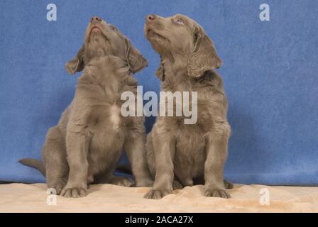 Braque de Weimar poil long chiots Banque D'Images