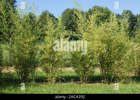 Phyllostachys bisetti jardin bambou bamboo Photo Stock Alamy