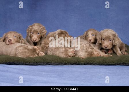 Braque de Weimar poil long chiots Banque D'Images