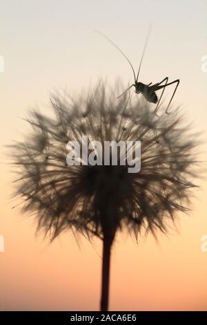 Bush-cricket sur une nymphe d'un Hawkbit seedhead (Leontodon sp.). Sur le Causse de Gramat, Lot, France. Banque D'Images